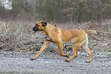 CANE CORSO 725